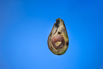 Spoiled rotten overripe avocado fruit cut in half. Close up studio shot, isolated on blue background