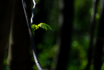 Fototapeta Młode liście klonu muśnięte promieniami słońca. obraz