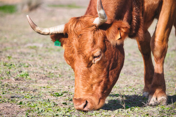 Close up of a brown cow (Rubia Gallega) grazing in a field