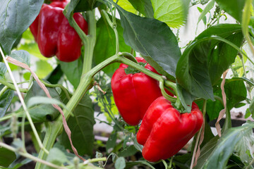 Red peppers ripened in the greenhouse. On a blurred green background. Selective focus. High quality photo. Copyspace 