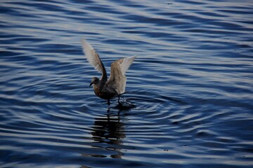 Nature is the world around us, not created by man. That which is primary, which appeared long before man. The natural habitat of man. Forests, mountains, seas, oceans, flora, fauna, and man himself.