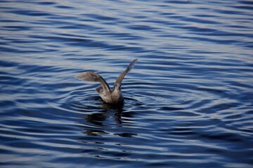 Nature is the world around us, not created by man. That which is primary, which appeared long before man. The natural habitat of man. Forests, mountains, seas, oceans, flora, fauna, and man himself.