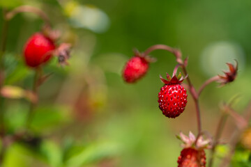 Poziomka pospolita, Fragaria vesca dwa pyszne i zdrowe owoce na gałązce.