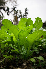 A spinach plant in the morning