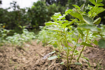Potato plant in a farm.