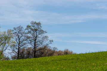 Fototapeta na wymiar Bezlistne drzewa na skraju łąki, na tle niebieskiego nieba.