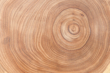 annual rings on a cross-section of a tree, background.