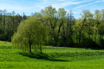 Fototapeta na wymiar Wierzba biała stojąca na stoku łąki.
