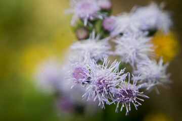 Some beautiful floss flower bush