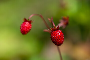 Dwa owoce poziomki pospolitej rosnące ja jednej łodyżce, Fragaria vesca.
