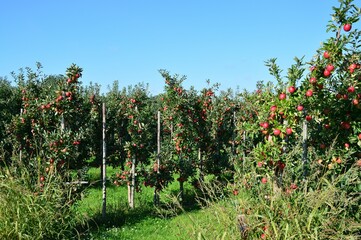 Fototapeta na wymiar Apfelbäume im Herbst