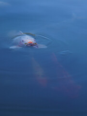Fototapeta premium A koi on the surface of the pond.