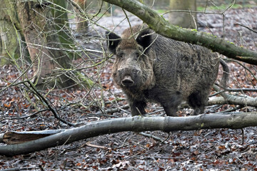 Open wild boar enclosure in the wild animal enclosure Krefeld Huelser Berg..etc. Wild boar in the wild animal enclosure and on a pillar.