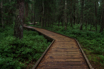 Hiking trail with boardwalk in beautiful woods in Estonia, Aegviidu