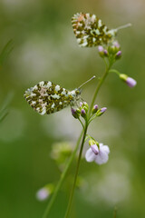 butterflies orange tip