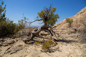 Arbre dans le désert