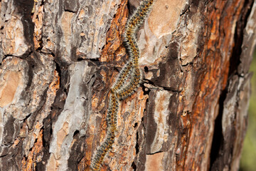 The pine processionary (Thaumetopoea pityocampa) is a species of lepidoptera defoliator. A row of caterpillars on a pine tree. Selective focus.