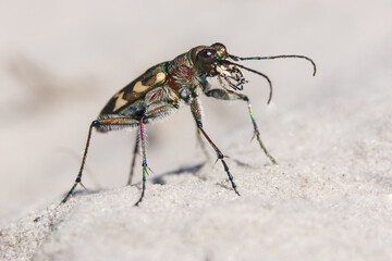 beetle close up 2