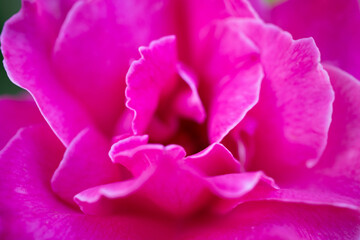 pink rose closeup