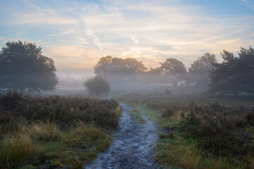 foggy heather walk