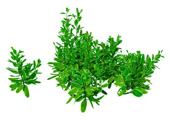 3D Rendering Pinapple Mint on White