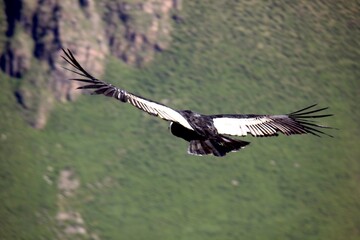 Nature is the world around us, not created by man. That which is primary, which appeared long before man. The natural habitat of man. Forests, mountains, seas, oceans, flora, fauna, and man himself.
