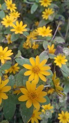 yellow flowers in the garden