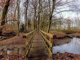 wooden bridge in autumn forest