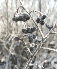 Clusters of ripe, chokeberry under the snow in winter.