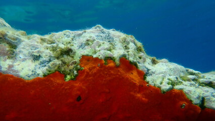 Red encrusting sponge or orange-red encrusting sponge (Crambe crambe) undersea, Aegean Sea, Greece, Syros island