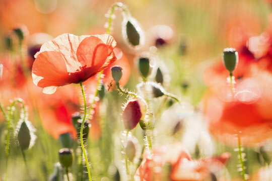 poppies 2