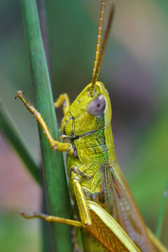 Detailed vertical closeup of an adult male large gold grasshopper, Chrysochraon dispar