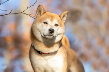 Shiba Inu 