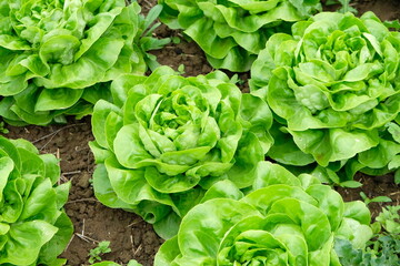 FU 2020-04-28 StoFeld 84 Im Beet wächst grüner Kopfsalat