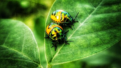 ladybugs on green leaf