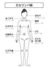 主なリンパ節イラスト（ライン）