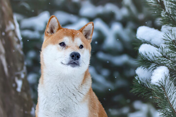 Shiba Inu 