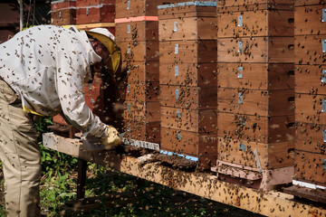 Swarming bee colonies. A cloud of bees crawl out and fly over the hives