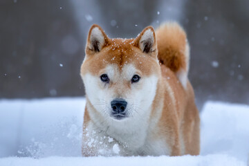 Shiba Inu