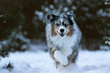 Miniatur Australian Shepherd 