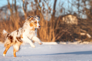 Miniatur American Shepherd 