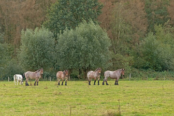 Herd of brown belgian draft horses grazing in a meadow with trees behind iin Bourgoyen nature...