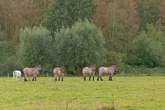 Herd of brown belgian draft horses grazing in a meadow with trees behind iin Bourgoyen nature reserve, Ghent, Flanders, Belgium 