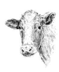 head cow hand drawing sketch engraving illustration style