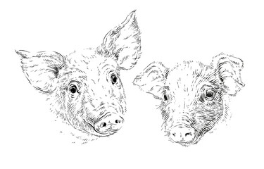 head piglet hand drawing sketch engraving illustration style