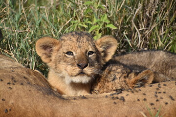 lion cub in the grass