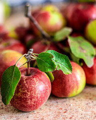Harvested red apples. Apples bunch on a branch lying on the table. 