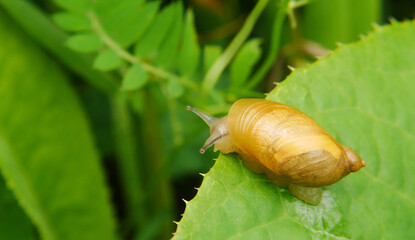 Close-up of a tiny garden amber snail crawling on a plant leaf in a garden.
