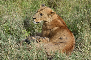 lioness in the grass