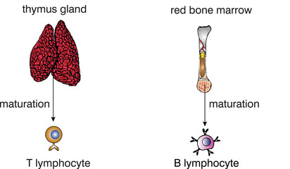 thymus gland. lymphocyte. t cell, bcell, maturation.